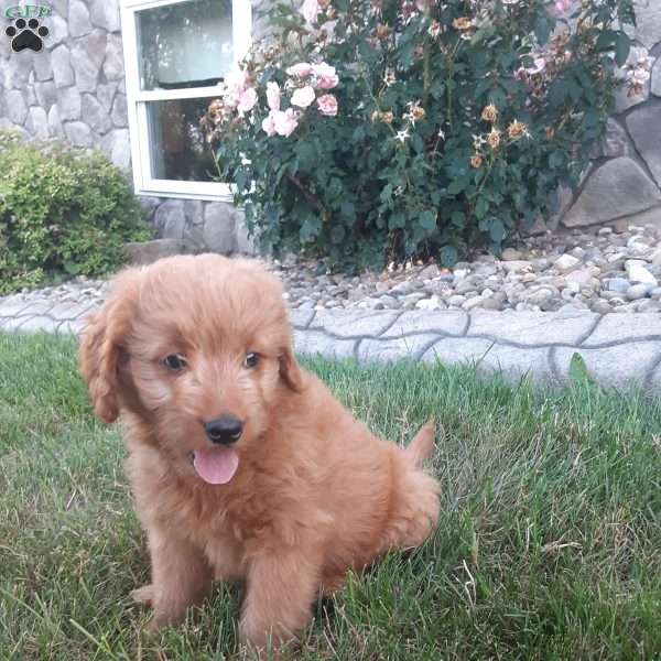 Ollie, Mini Goldendoodle Puppy